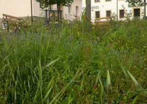 Vorm Untertor wuchert es, whrend der Park vom Bauhof gebaut wird.